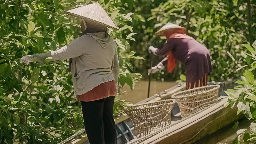 Stařenky, které sbírání dozralý kratom do košů